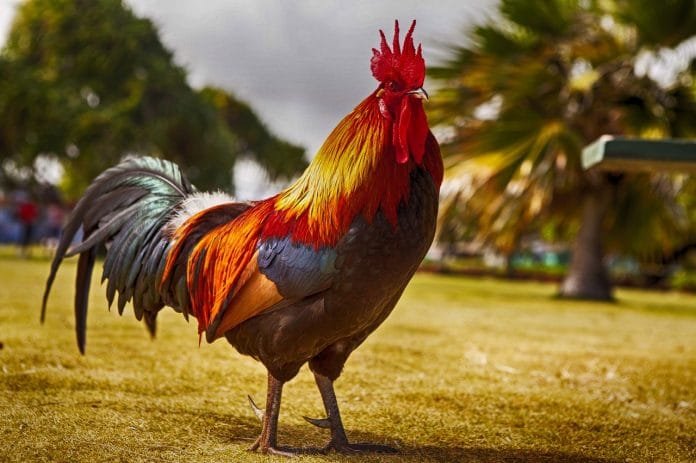 rooster-2641203_1280