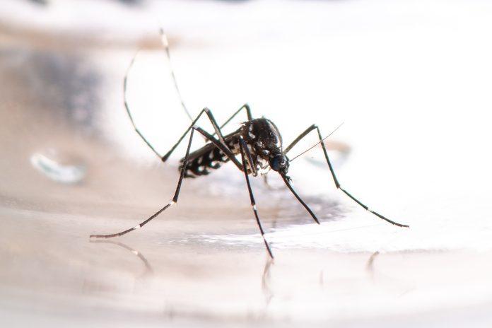 Asian tiger mosquito, Aedes albopictus. Dengue, zika fever vector close-up